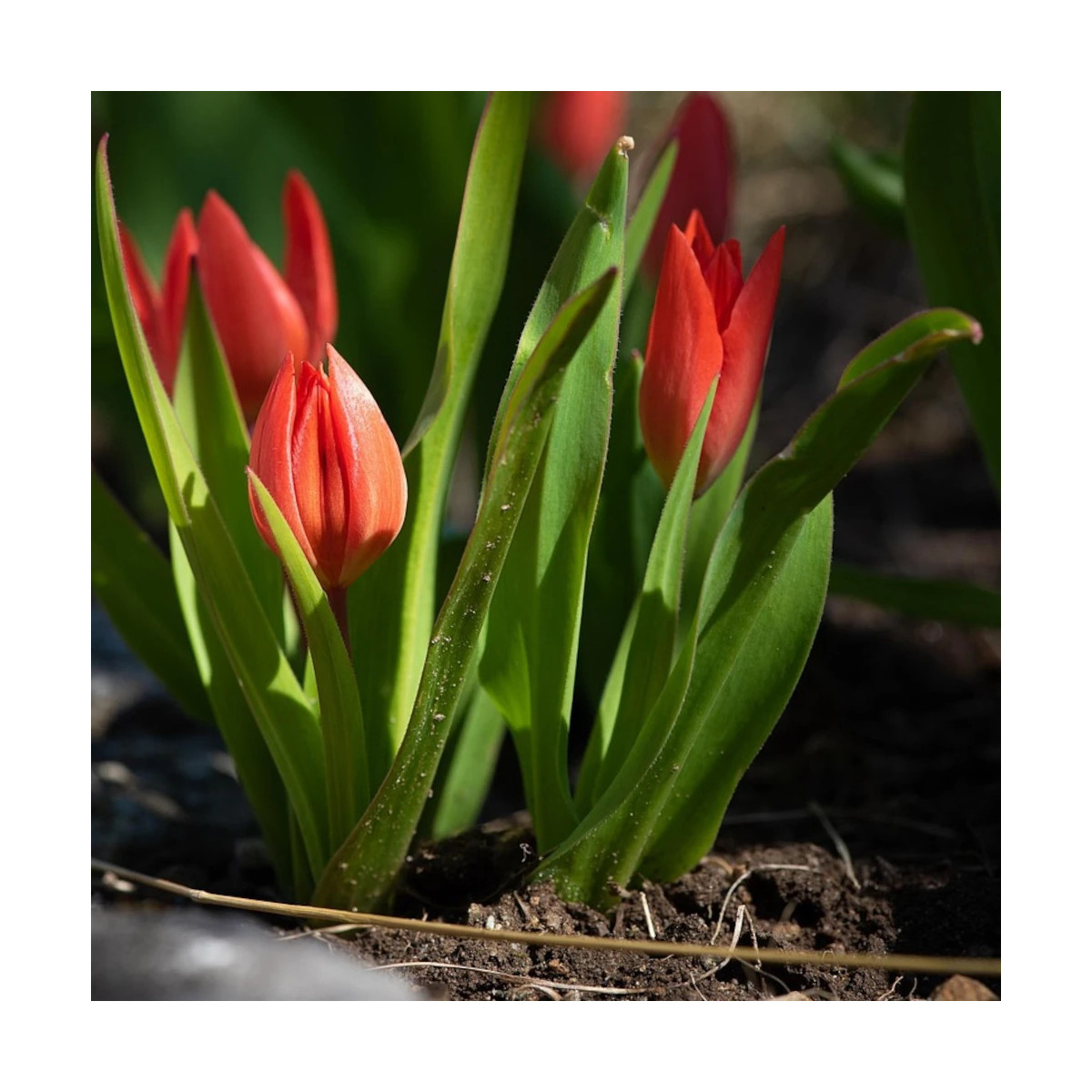Bulbe de Tulipe greigii Chaperon Rouge