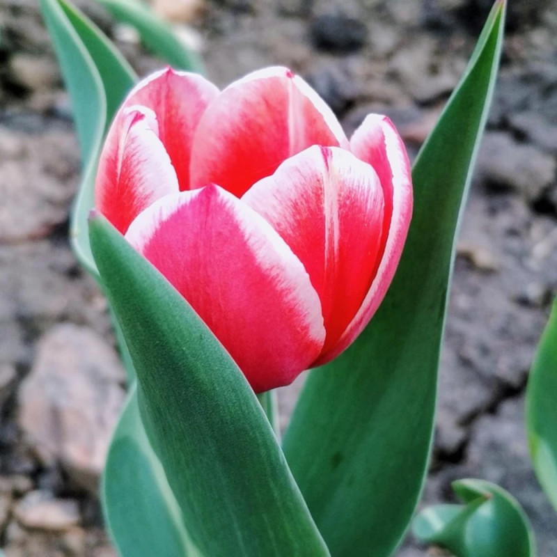 Bulbe de Tulipe greigii Pinocchio
