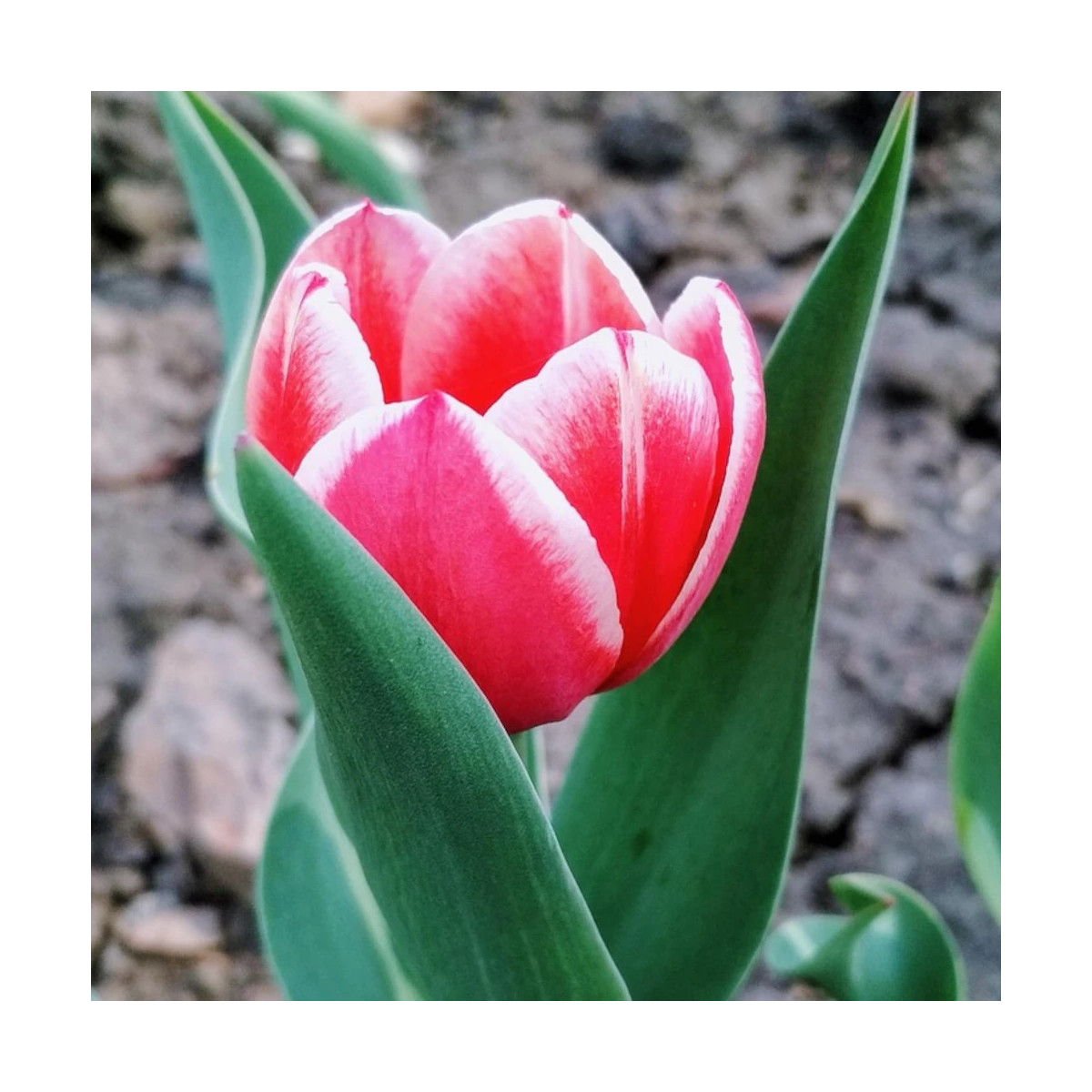 Bulbe de Tulipe greigii Pinocchio