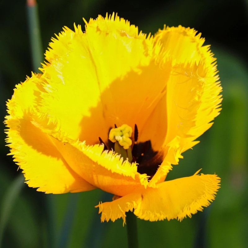 Bulbe de Tulipe dentelle Cristal Star