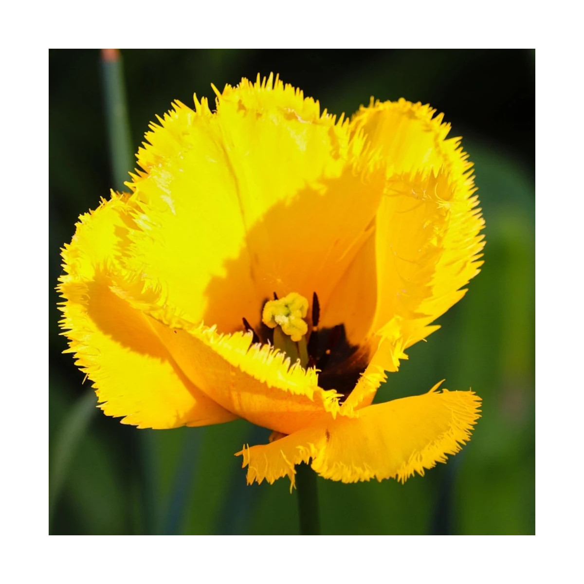 Bulbe de Tulipe dentelle Cristal Sue Bulbe de Tulipe dentelle Cristal Sue