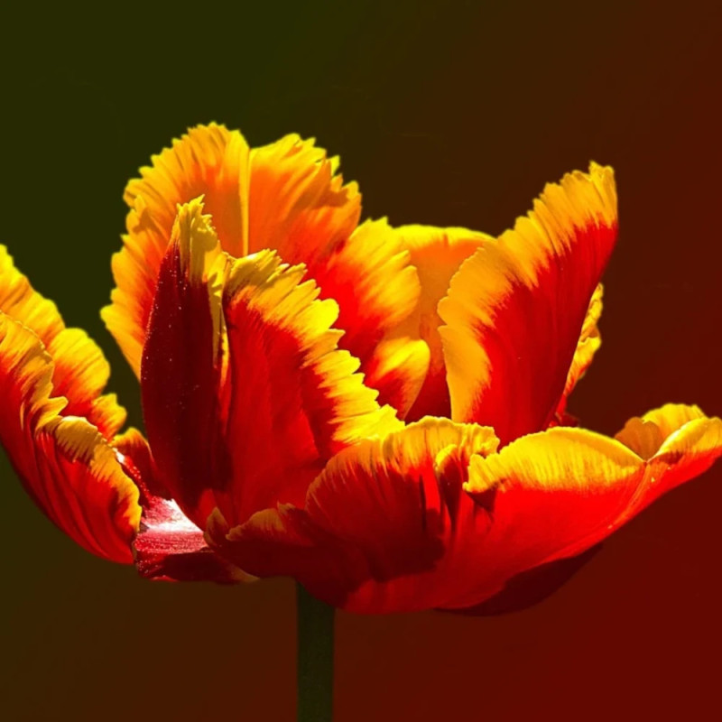 Bulbe de Tulipe dentelle Fabio