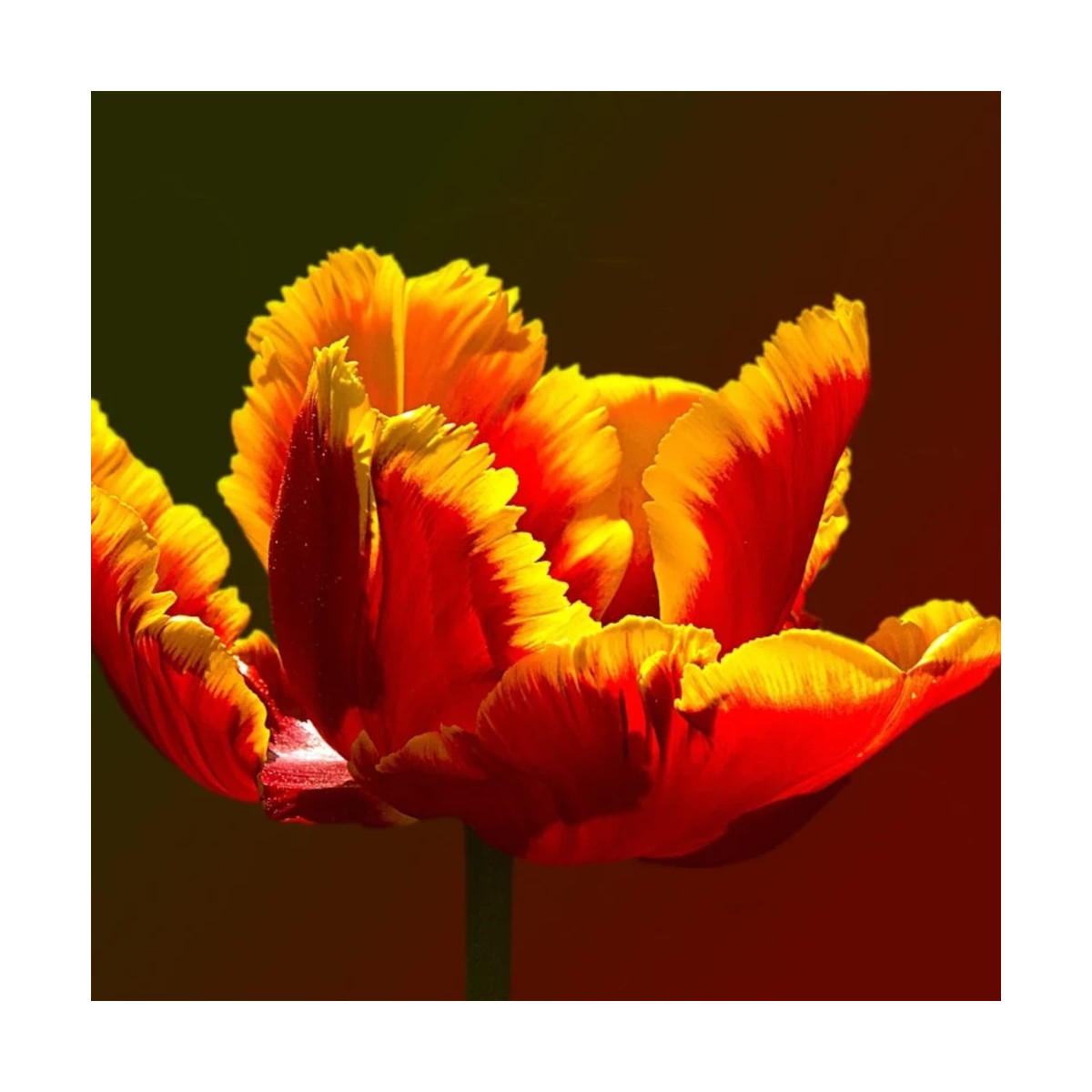 Bulbe de Tulipe dentelle Fabio