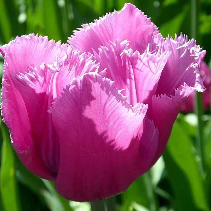 Bulbe de Tulipe dentelle Fancy Frill's