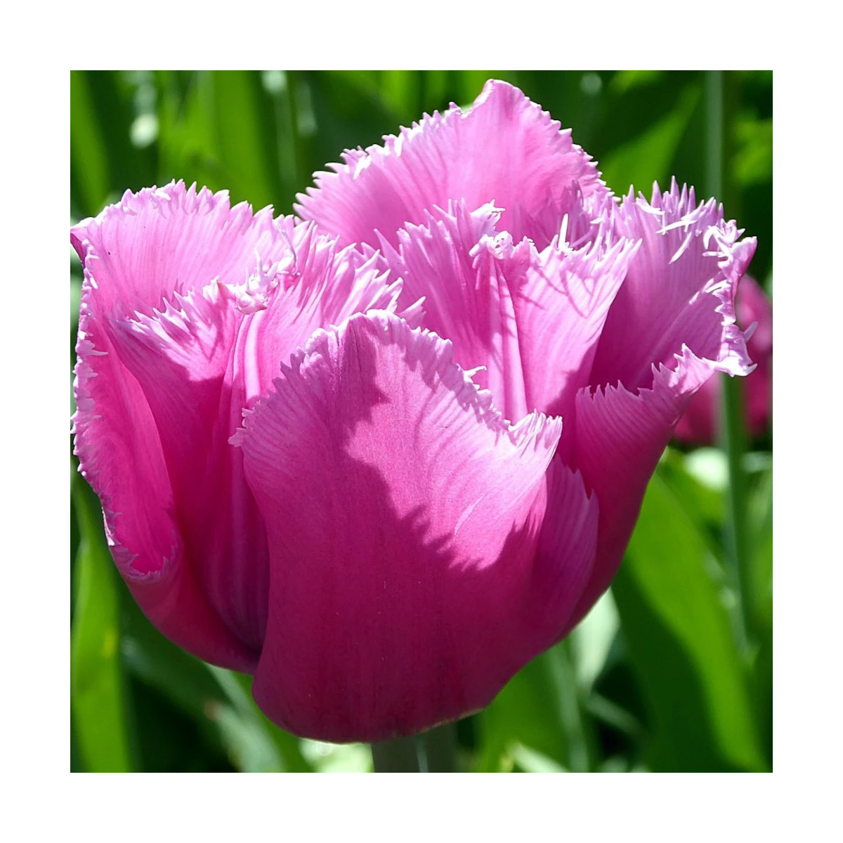 Bulbe de Tulipe dentelle Fancy Frill's