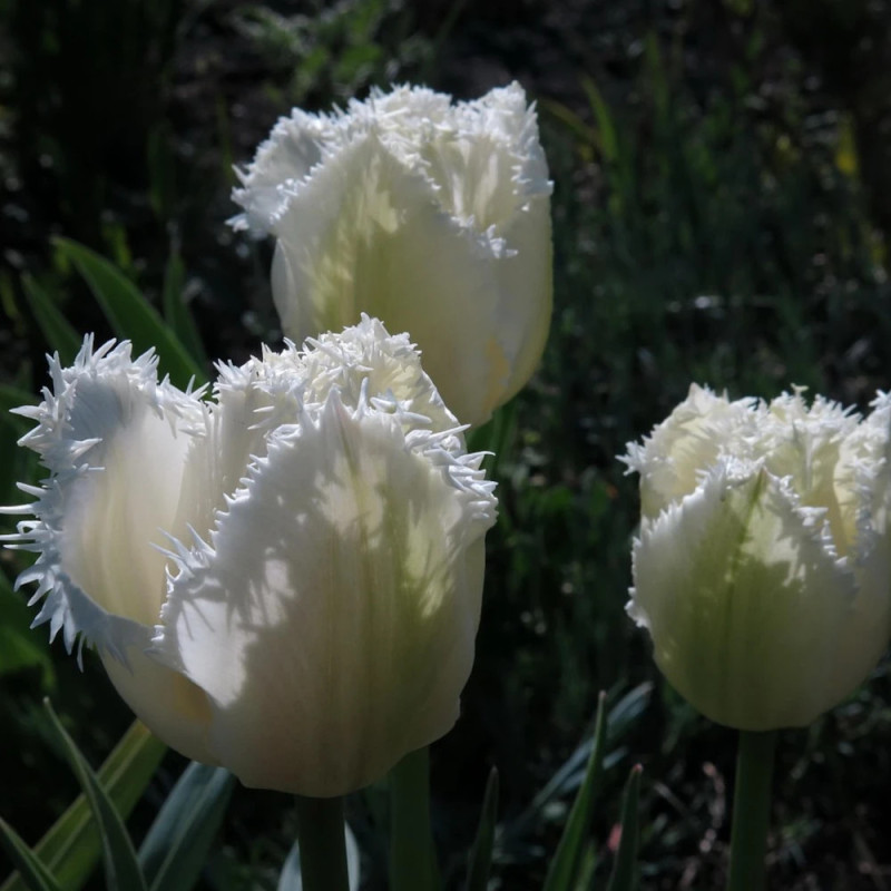 Bulbe de Tulipe dentelle Honey Moon
