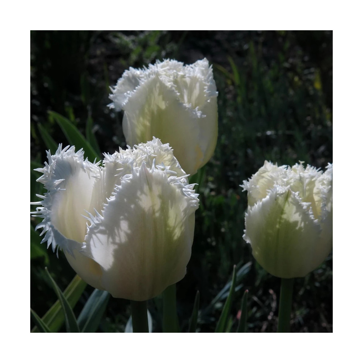 Bulbe de Tulipe dentelle Honey Moon