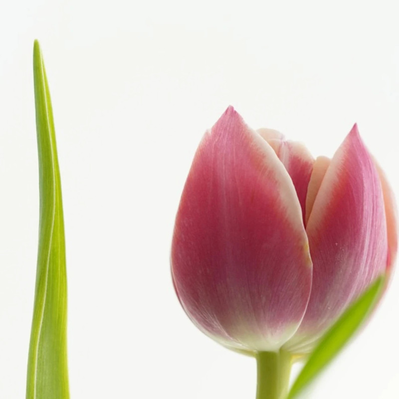 Bulbe de Tulipe Darwin Salmon Van Eijk