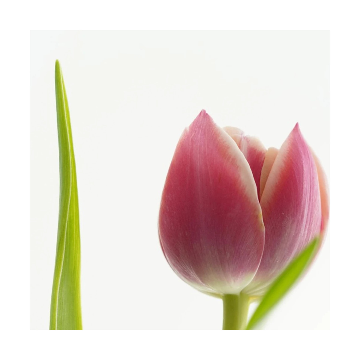 Bulbe de Tulipe Darwin Salmon Van Eijk