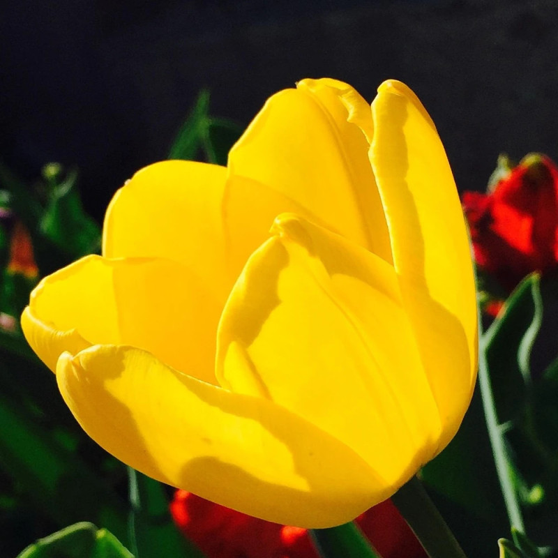 Bulbe de Tulipe Darwin Golden Paradise