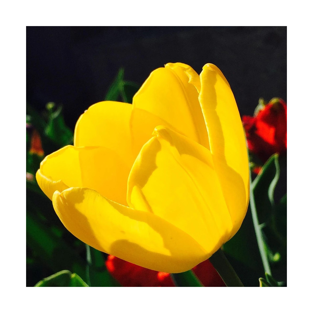 Bulbe de Tulipe Darwin Golden Paradise