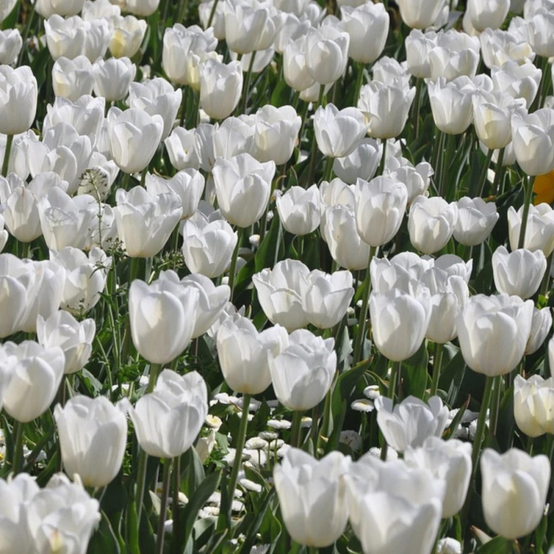 Bulbe de Tulipe Darwin Hakuun