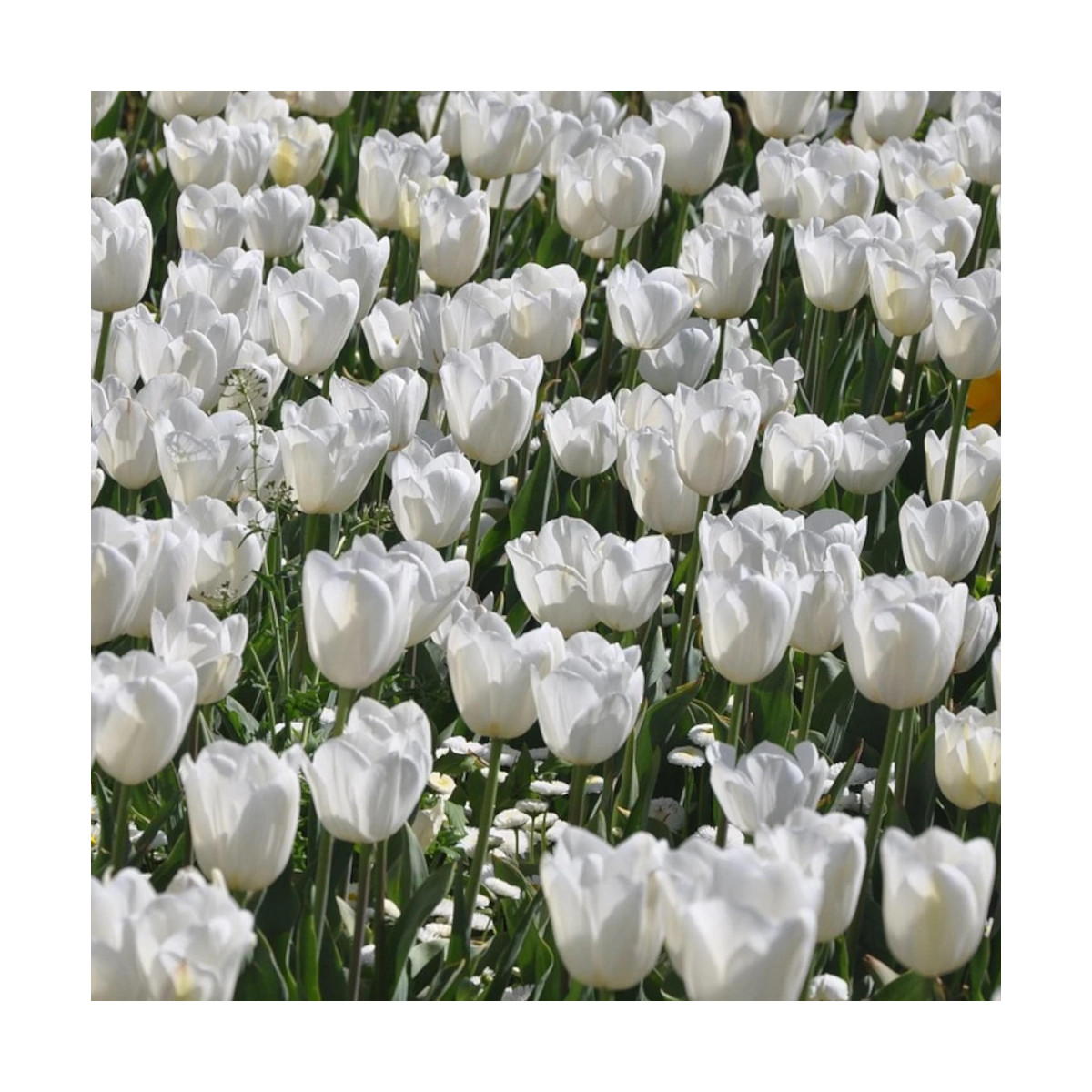 Bulbe de Tulipe Darwin Hakuun