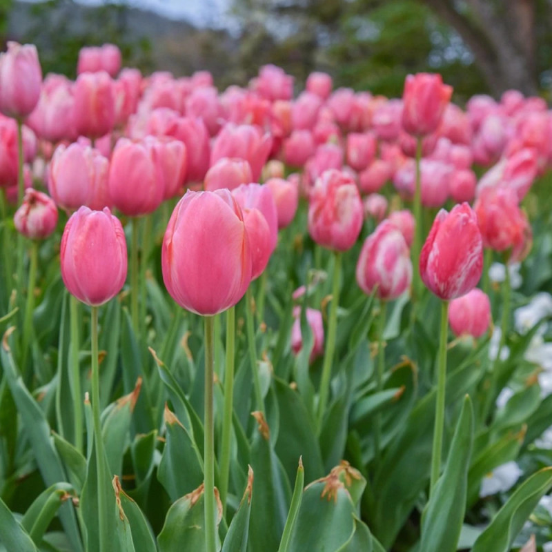 Bulbe de Tulipe Darwin Van Eijk