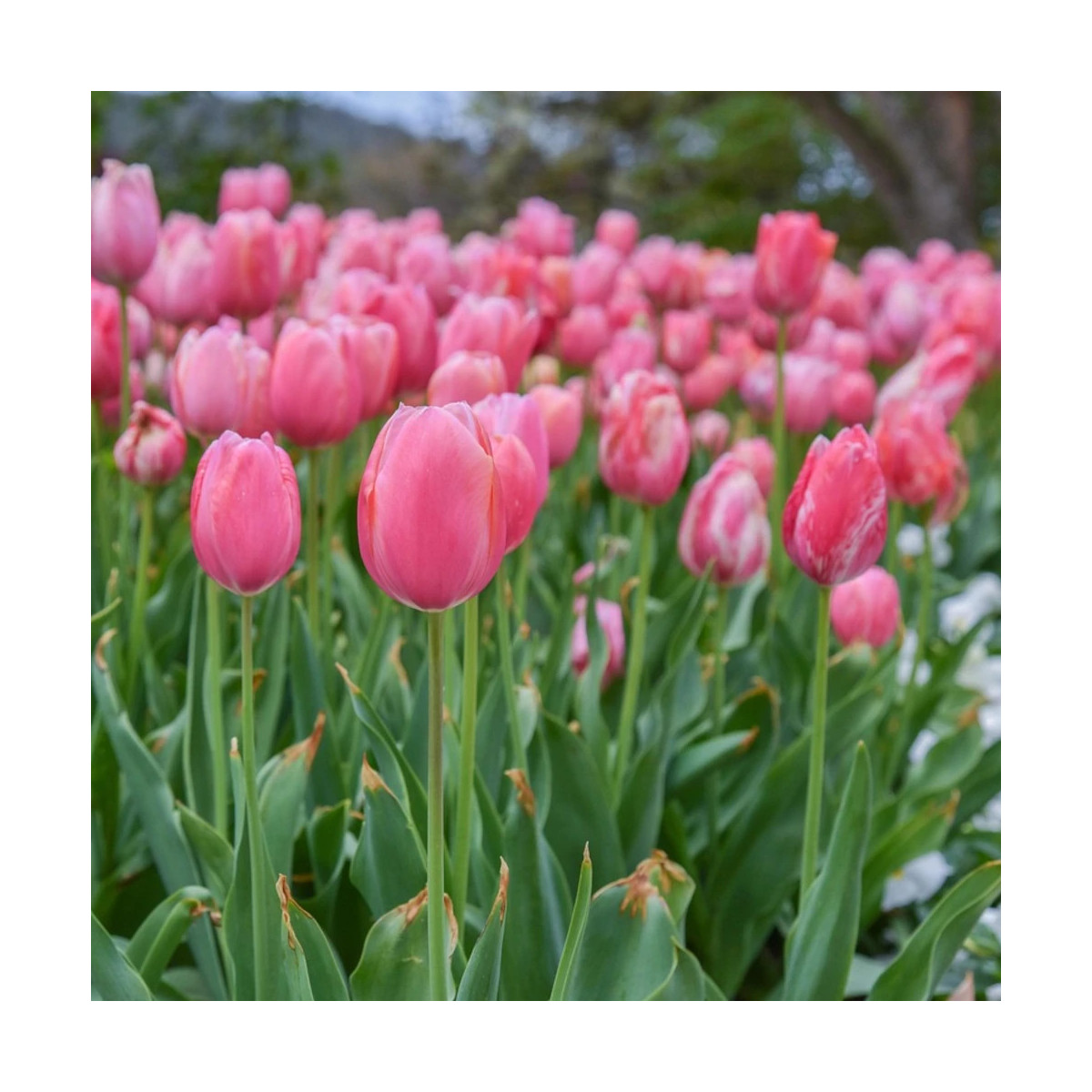 Bulbe de Tulipe Darwin Van Eejk