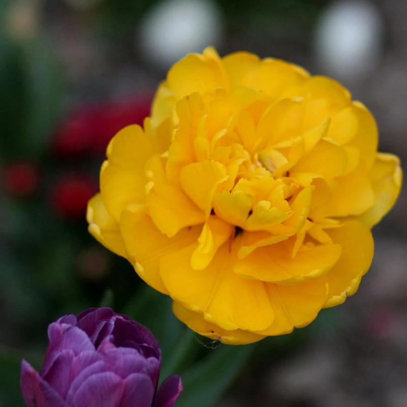 Bulbe de Tulipe double tardive Yellow Pomponette