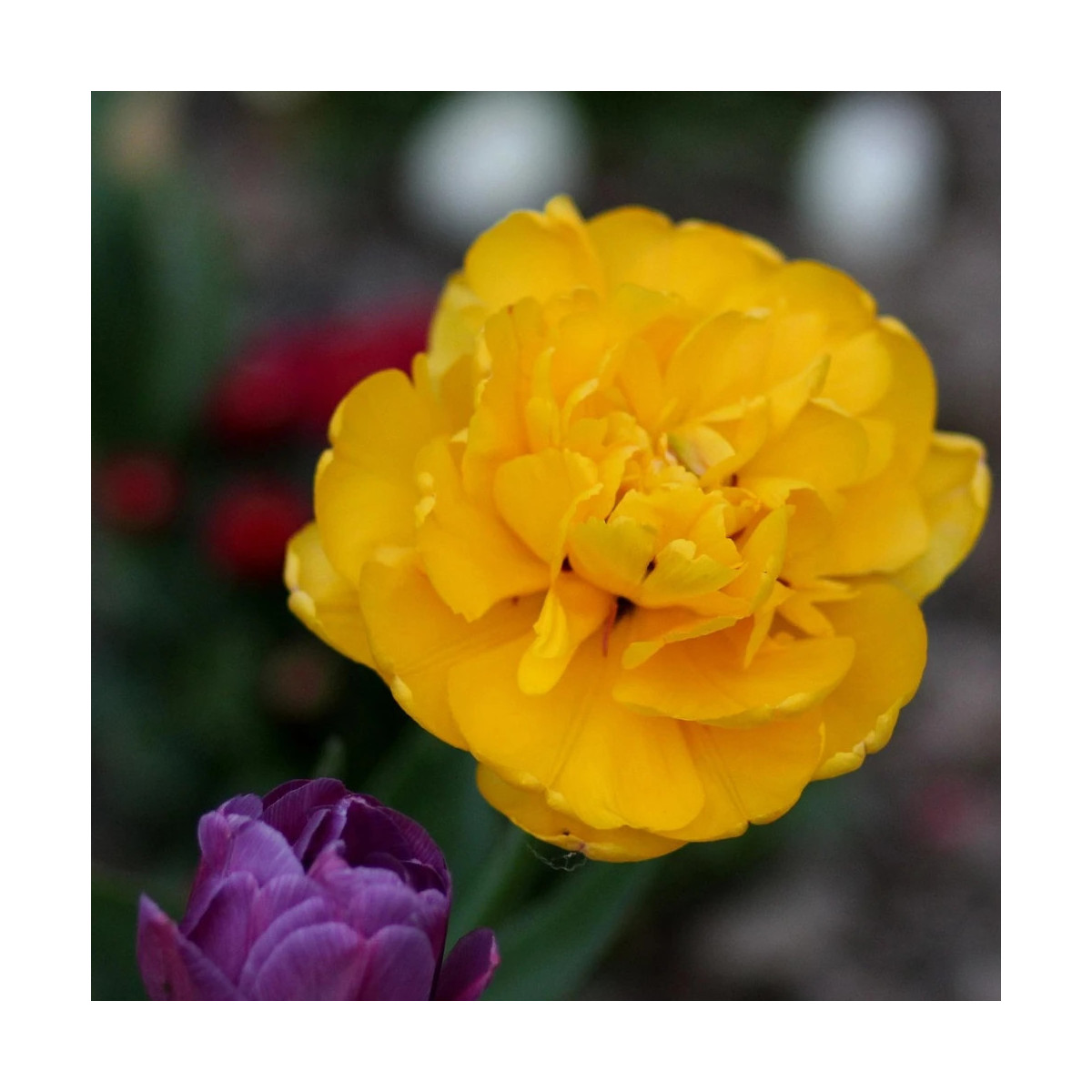 Bulbe de Tulipe double tardive	Yellow Pomponette