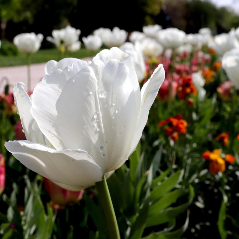 Bulbe de Tulipe simple hâtive White Marvel