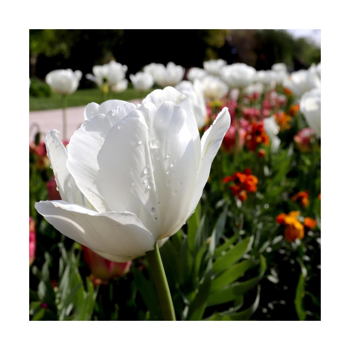 Bulbe de Tulipe simple hâtive White Marvel