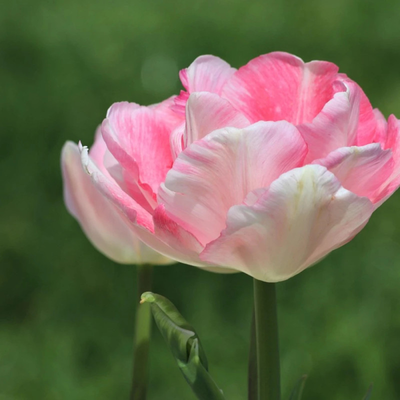 Bulbe de Tulipe double hâtive Foxtrot