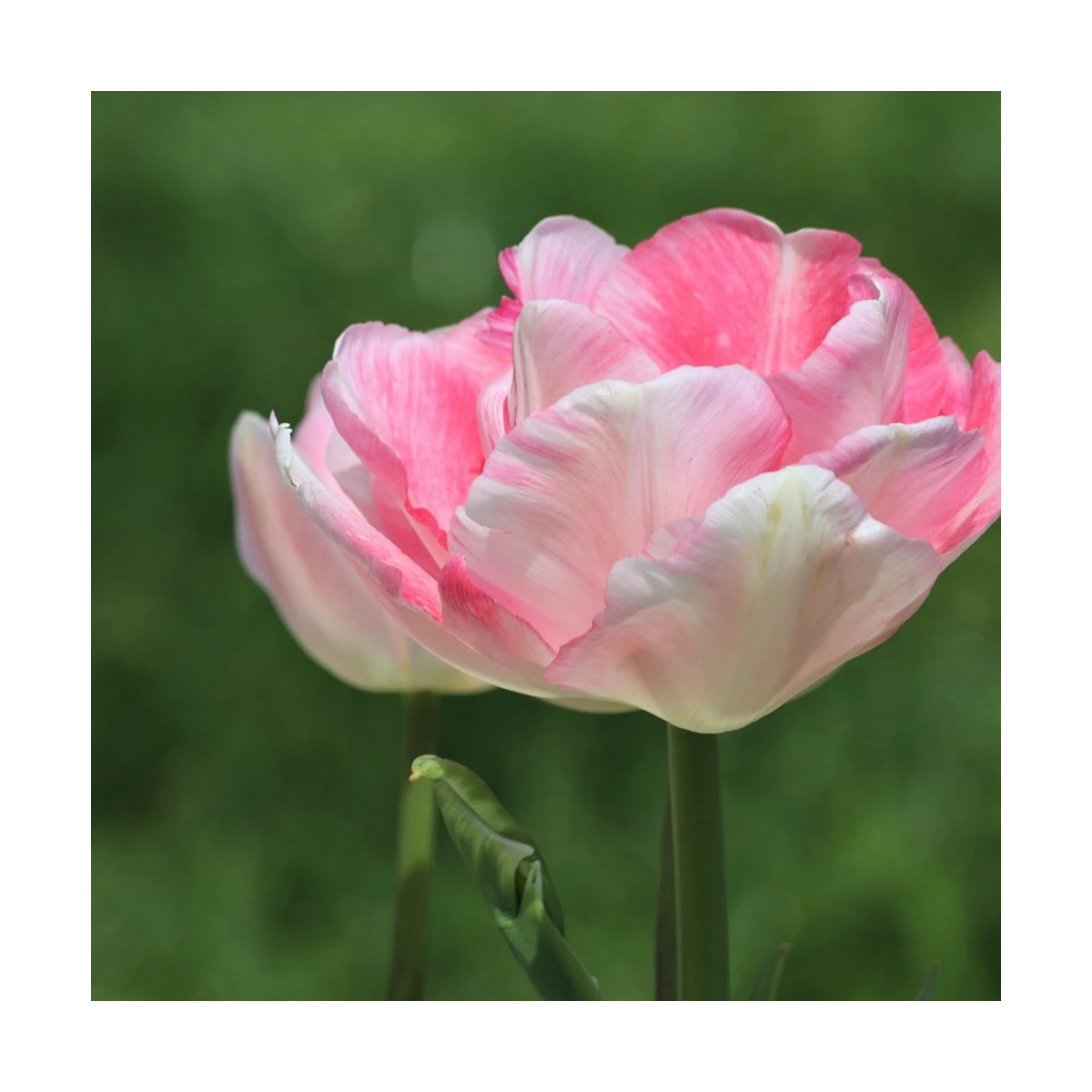 Bulbe de Tulipe double hâtive Foxtrot Bulbe de Tulipe double hâtive Foxtrot