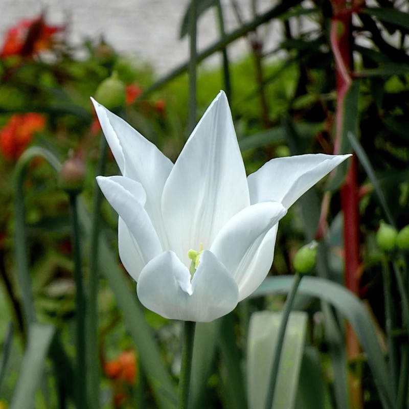 Bulbe de Tulipe Fleur de lis Très Chic