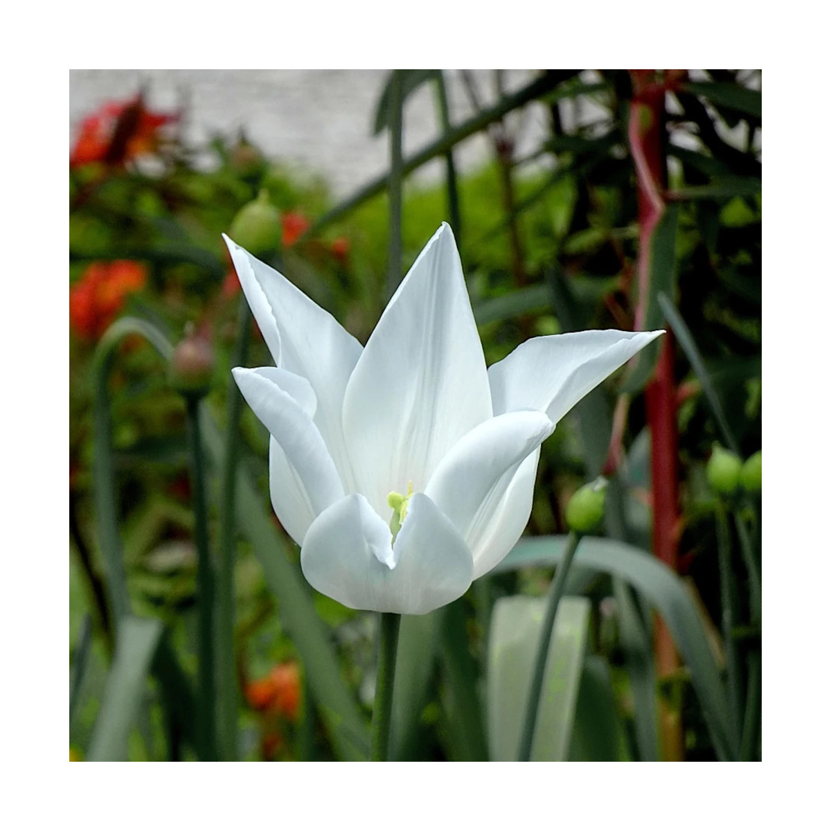 Bulbe de Tulipe Fleur de lis Très Chic Bulbe de Tulipe Fleur de lis Très Chic