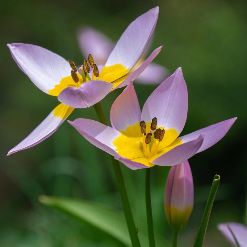 Bulbe de Tulipe botanique Saxatilis