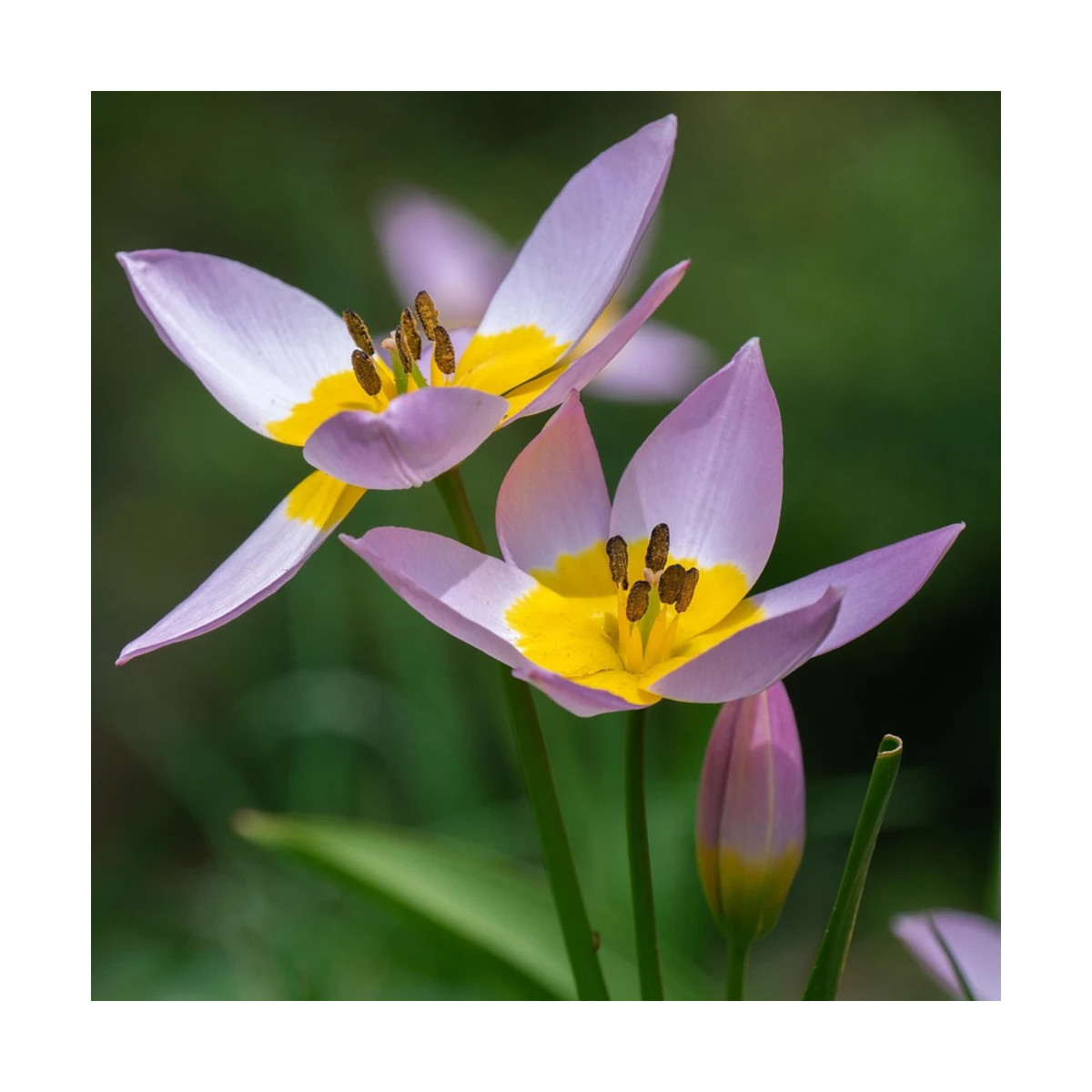 Bulbe de Tulipe botanique Saxatilis Bulbe de Tulipe botanique Saxatilis