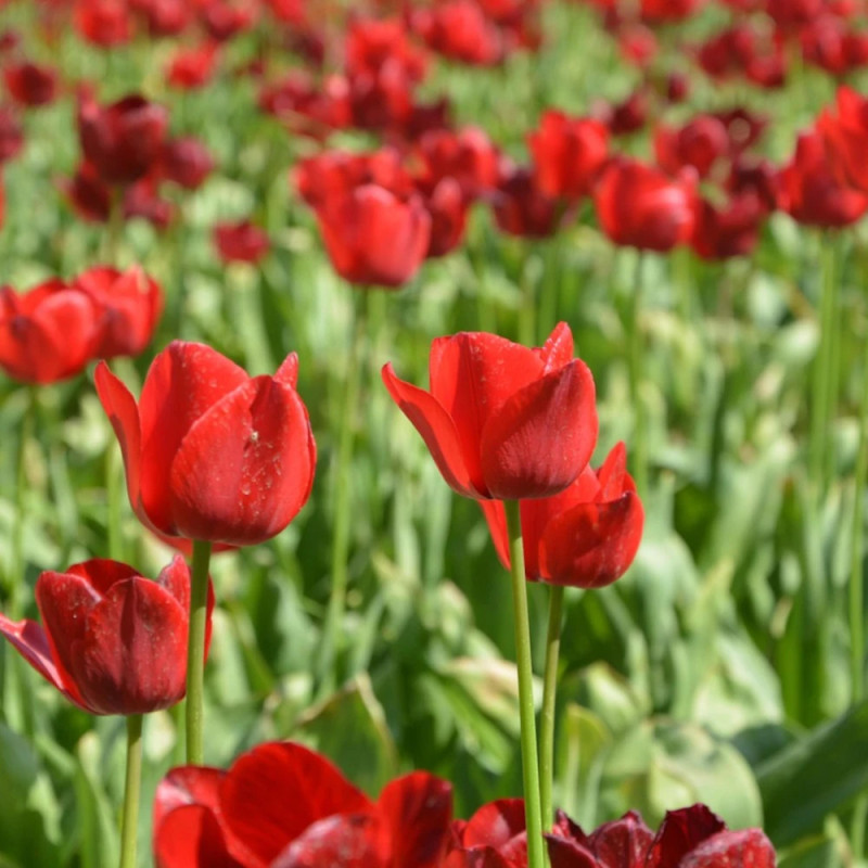 Bulbe de Tulipe Fleur de lis Pretty Woman