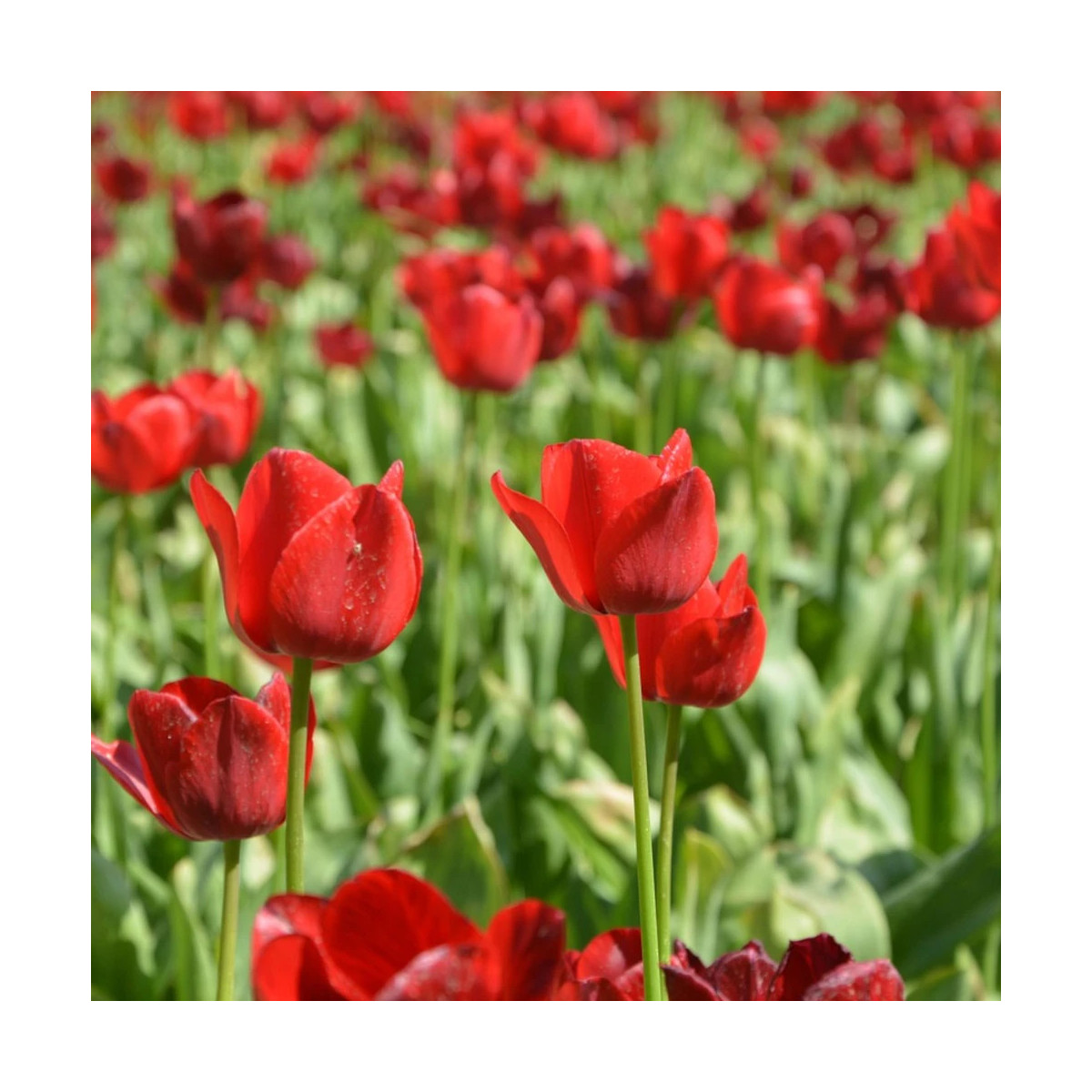 Bulbe de Tulipe Fleur de lis Pretty Woman