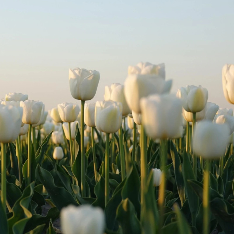 Bulbe de Tulipe double hâtive Mondial