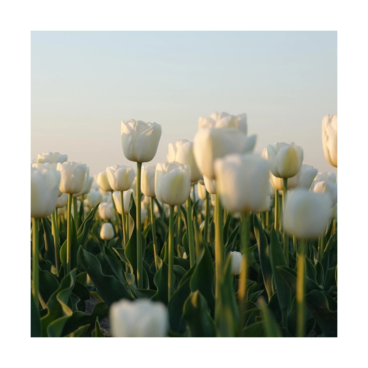 Bulbe de Tulipe double hâtive Mondial