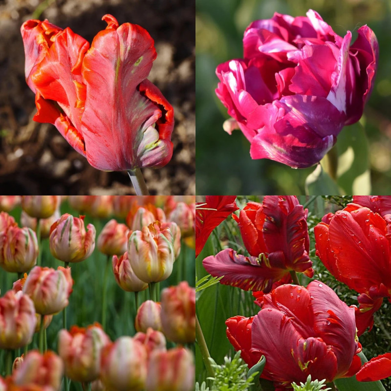 Bulbe de Tulipe perroquet Variées