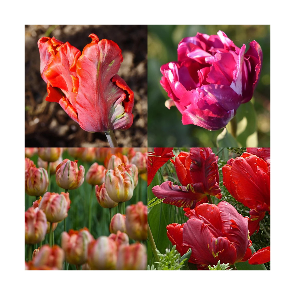 Bulbe de Tulipe perroquet Variées