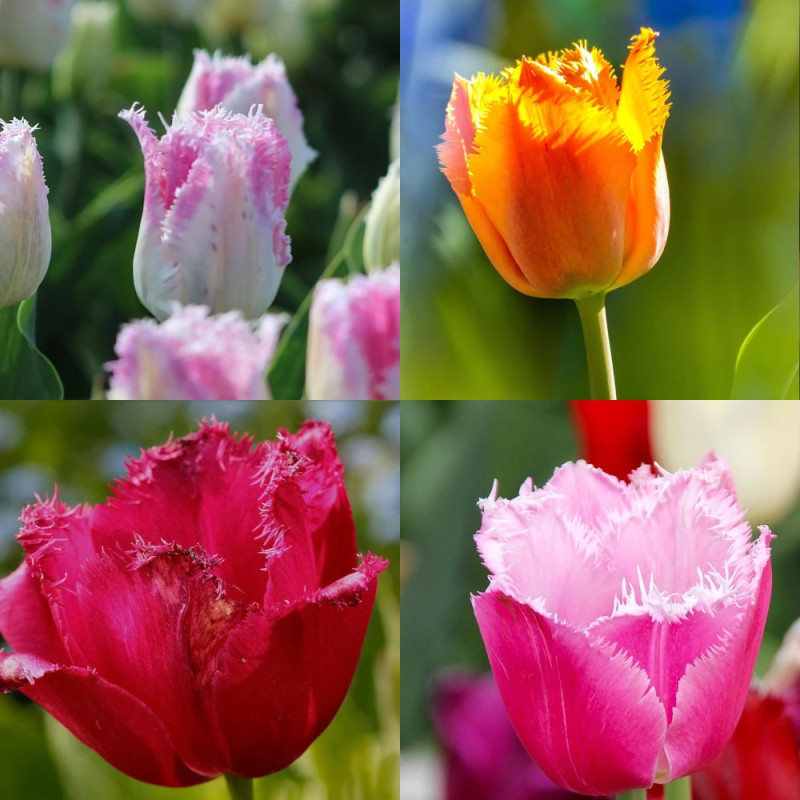 Bulbe de Tulipe dentelle Variées