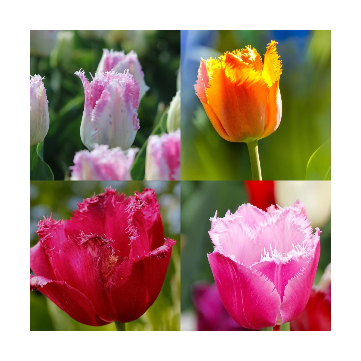 Bulbe de Tulipe dentelle Variées