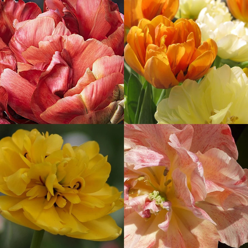Bulbe de Tulipe double tardive Mélange Symphonie