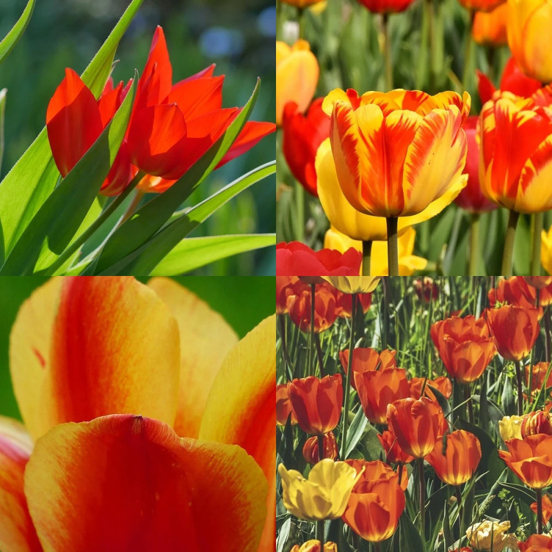 Bulbe de Tulipe Variées Starlight