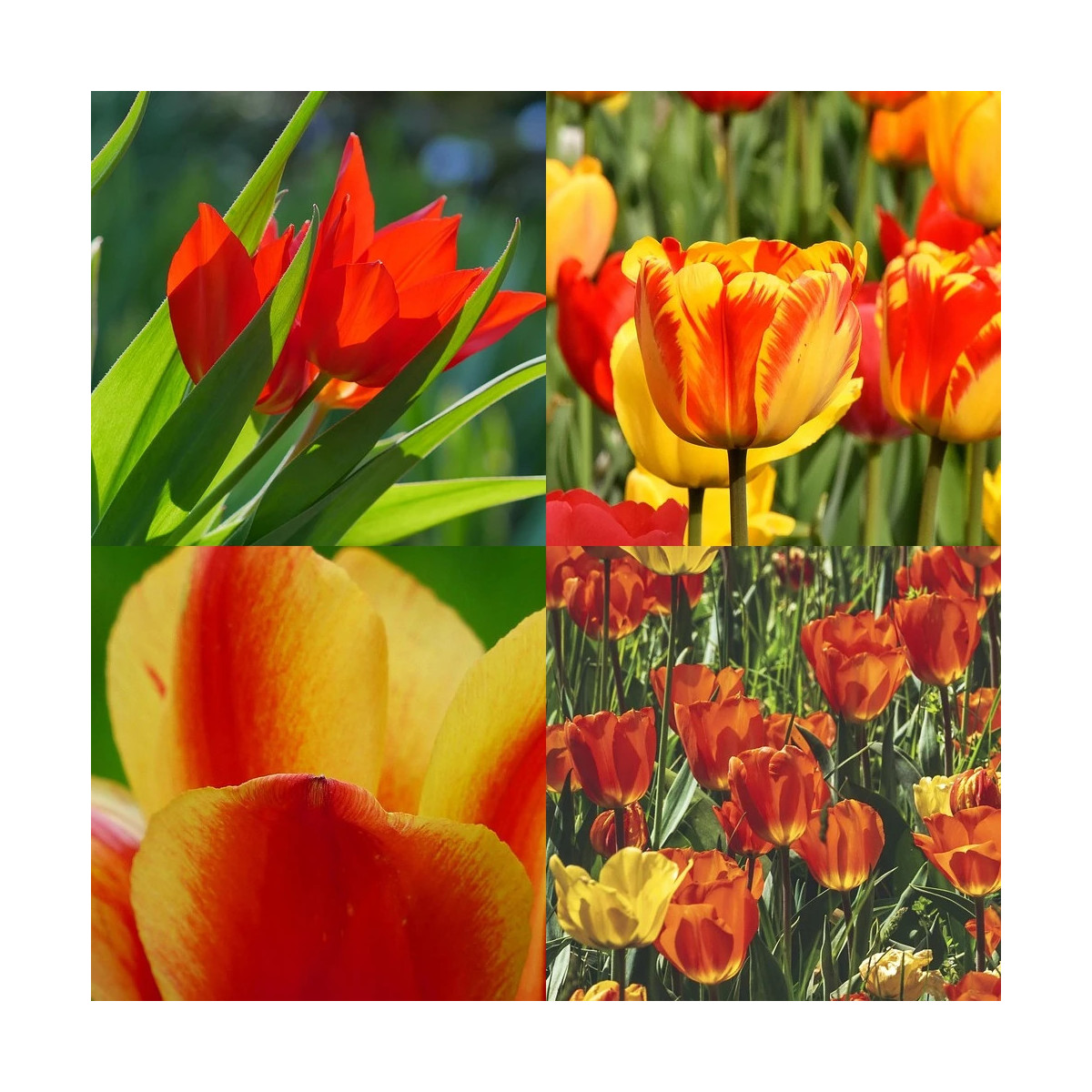 Bulbe de Tulipe Variées Starlight