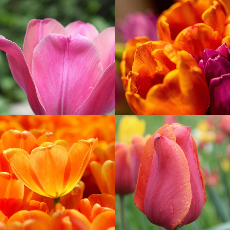 Bulbe de Tulipe Variées Bollywood