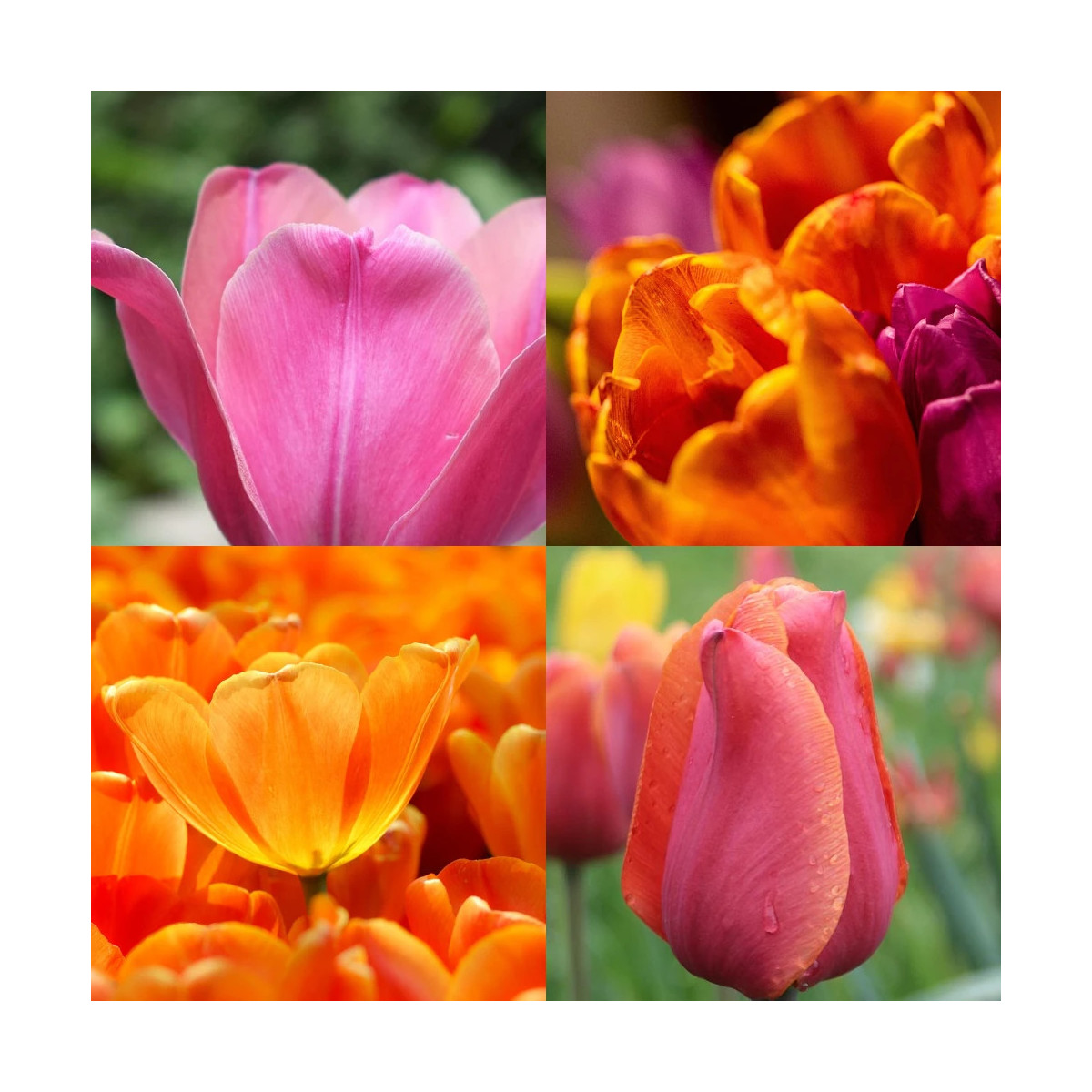 Bulbe de Tulipe Variées Bollywood Bulbe de Tulipe Variées Bollywood