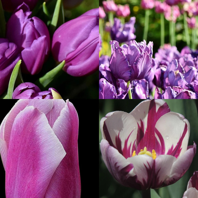 Bulbe de Tulipe Variées Mystic