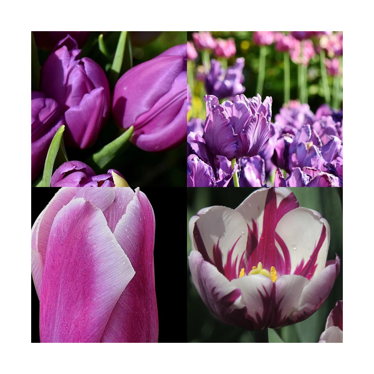 Bulbe de Tulipe Variées Mystic