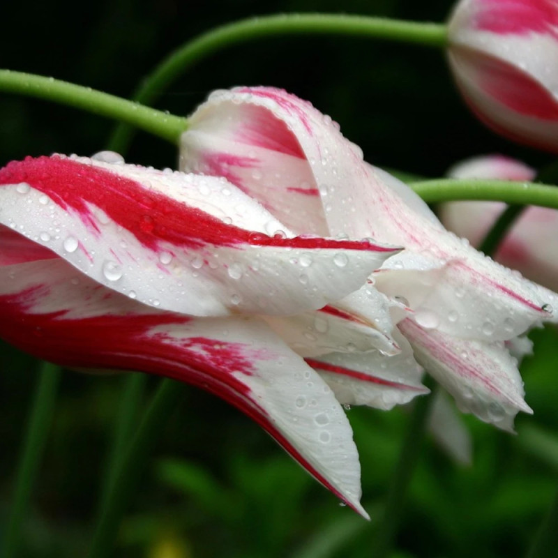 Bulbe de Tulipe Fleur de lis Marylin