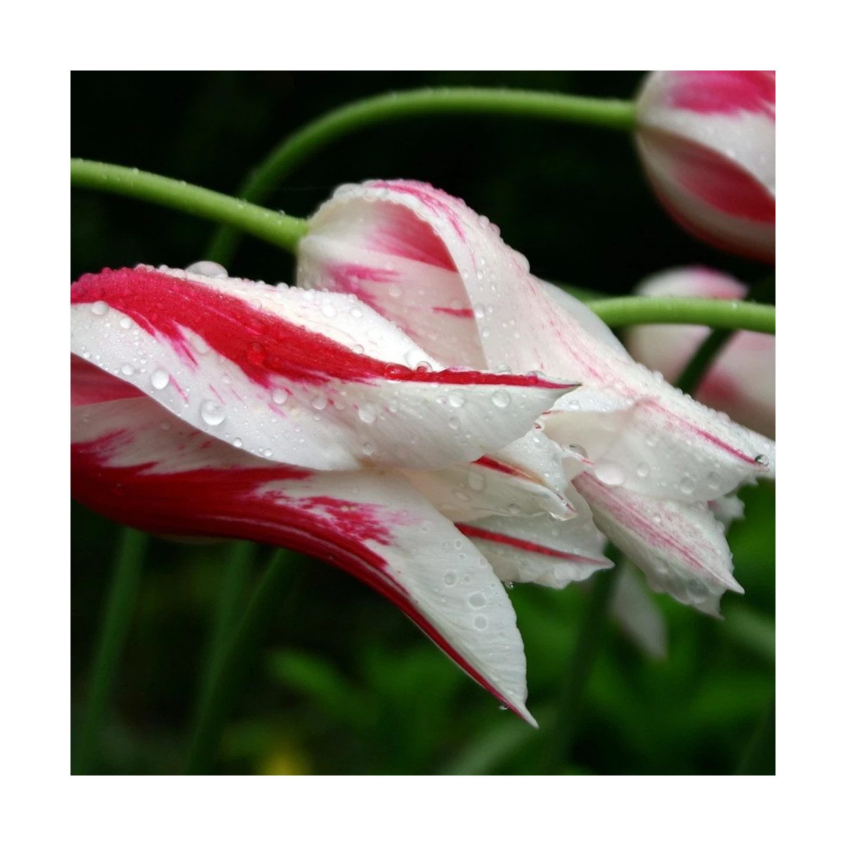 Bulbe de Tulipe Fleur de lis Marylin