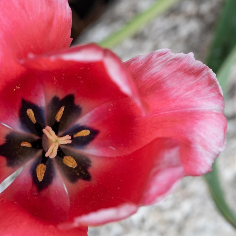 Bulbe de Tulipe botanique Little Beauty