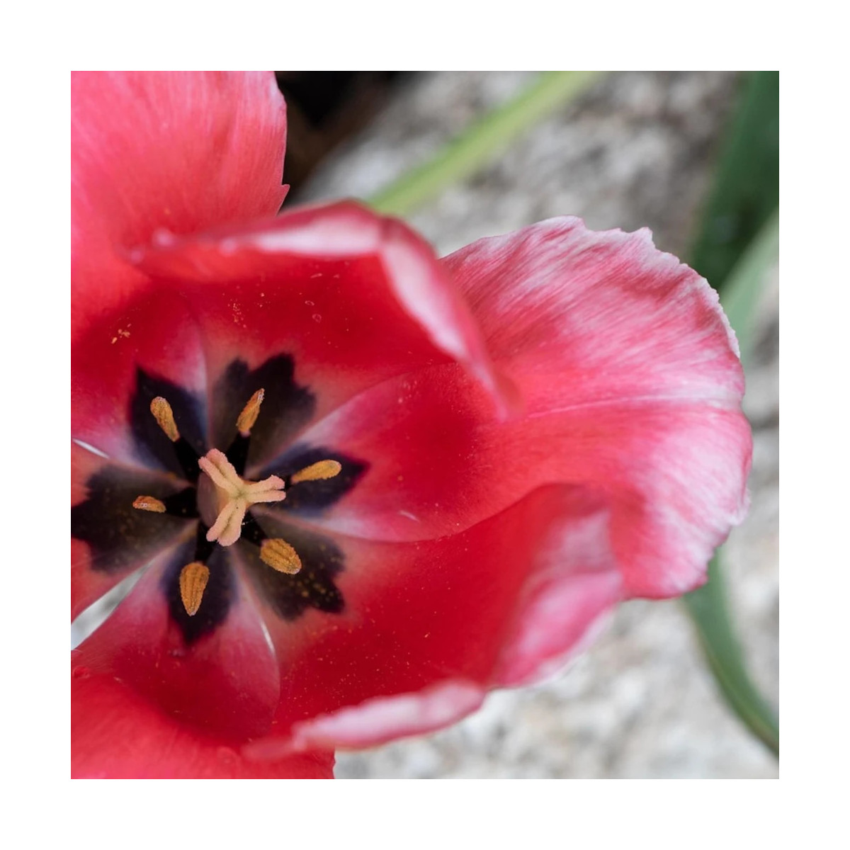 Bulbe de Tulipe botanique Little Beauty