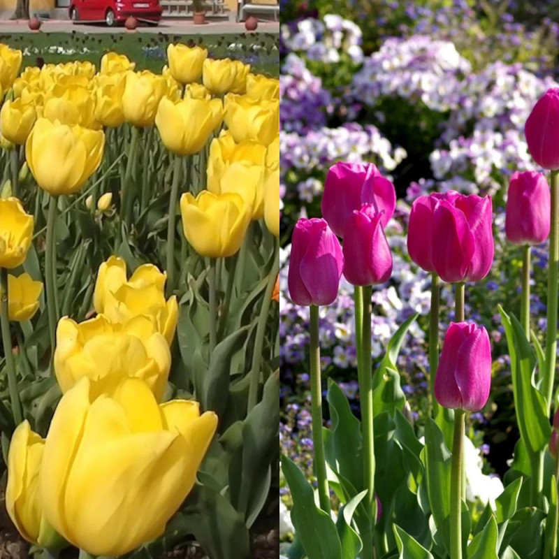 Bulbe de Tulipe Triomphe Variées Contraste
