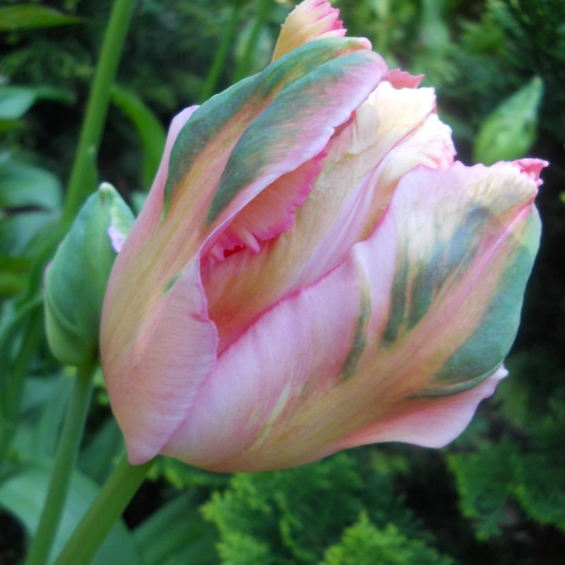 Bulbe de Tulipe Perroquet Apricot Parrot